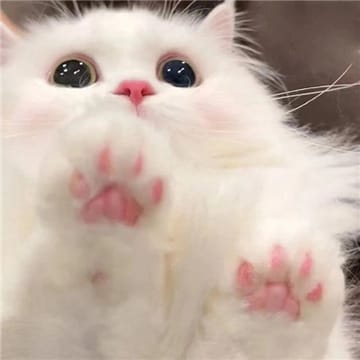 Ảnh đại diện người dùng Mỹ Linh